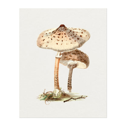 Parasol Mushroom (Vintage Illustration from 'Biodiversity Heritage Library')