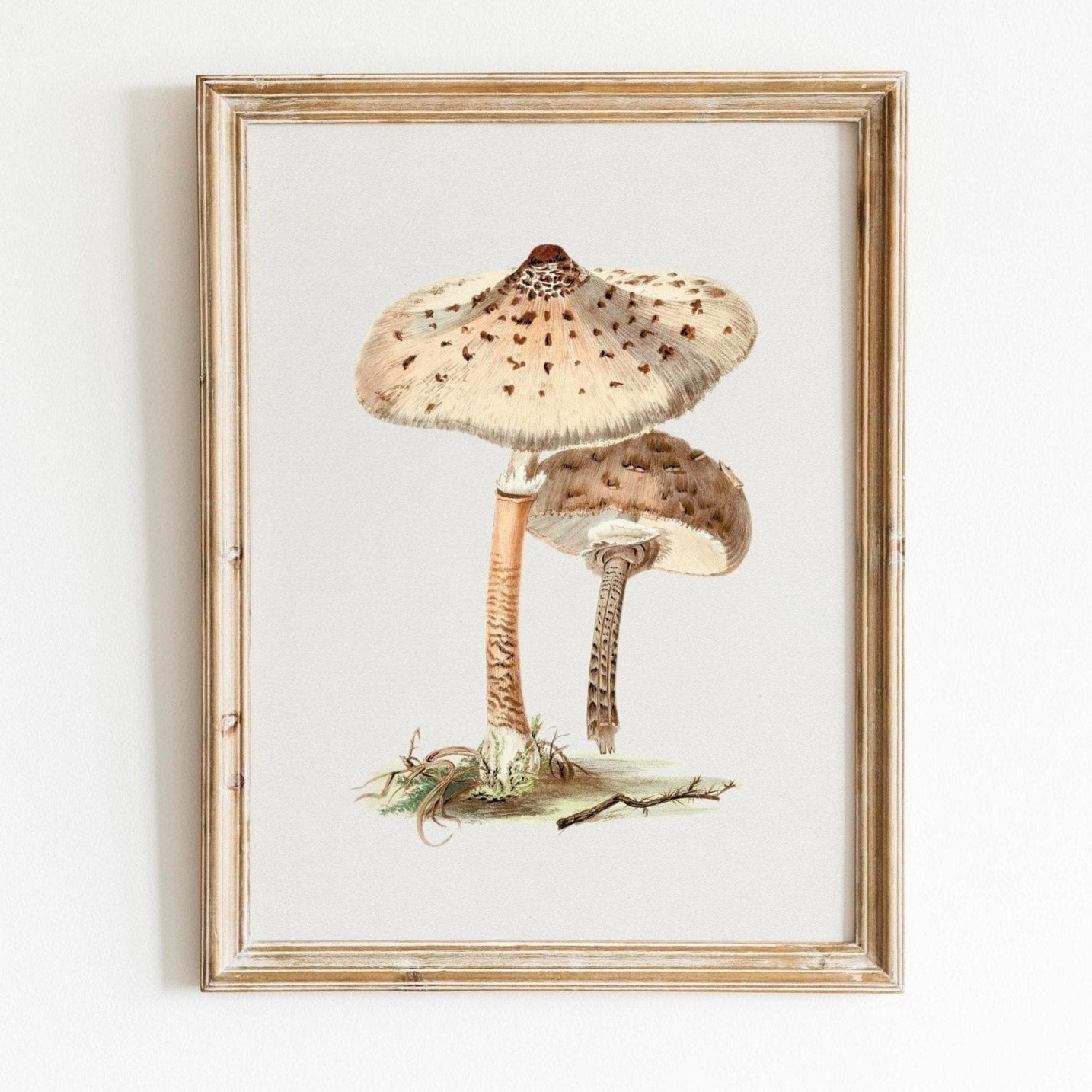 Parasol Mushroom (Vintage Illustration from 'Biodiversity Heritage Library')