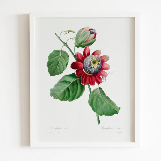 Passiflore Ailee by Pierre-Joseph Redouté (Raphael of Flowers) - Pathos Studio - Art Prints