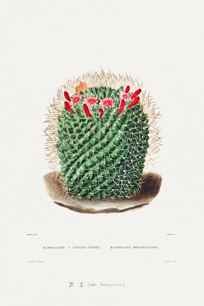 Pincushion Cactus (Botanical Lithograph)