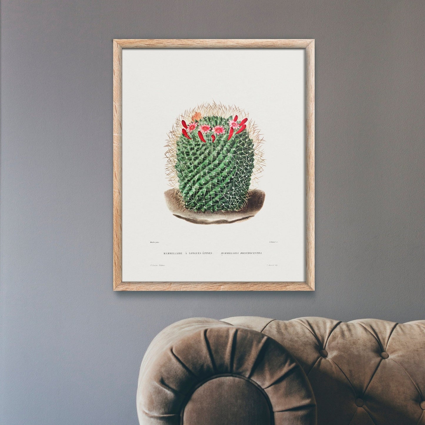 Pincushion Cactus (Lithographie Botanique)