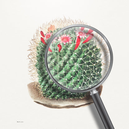 Pincushion Cactus (Botanical Lithograph)