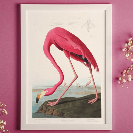 Rosa Flamingo (Vintage-Illustration aus „Birds Of America“ von John James Audubon)