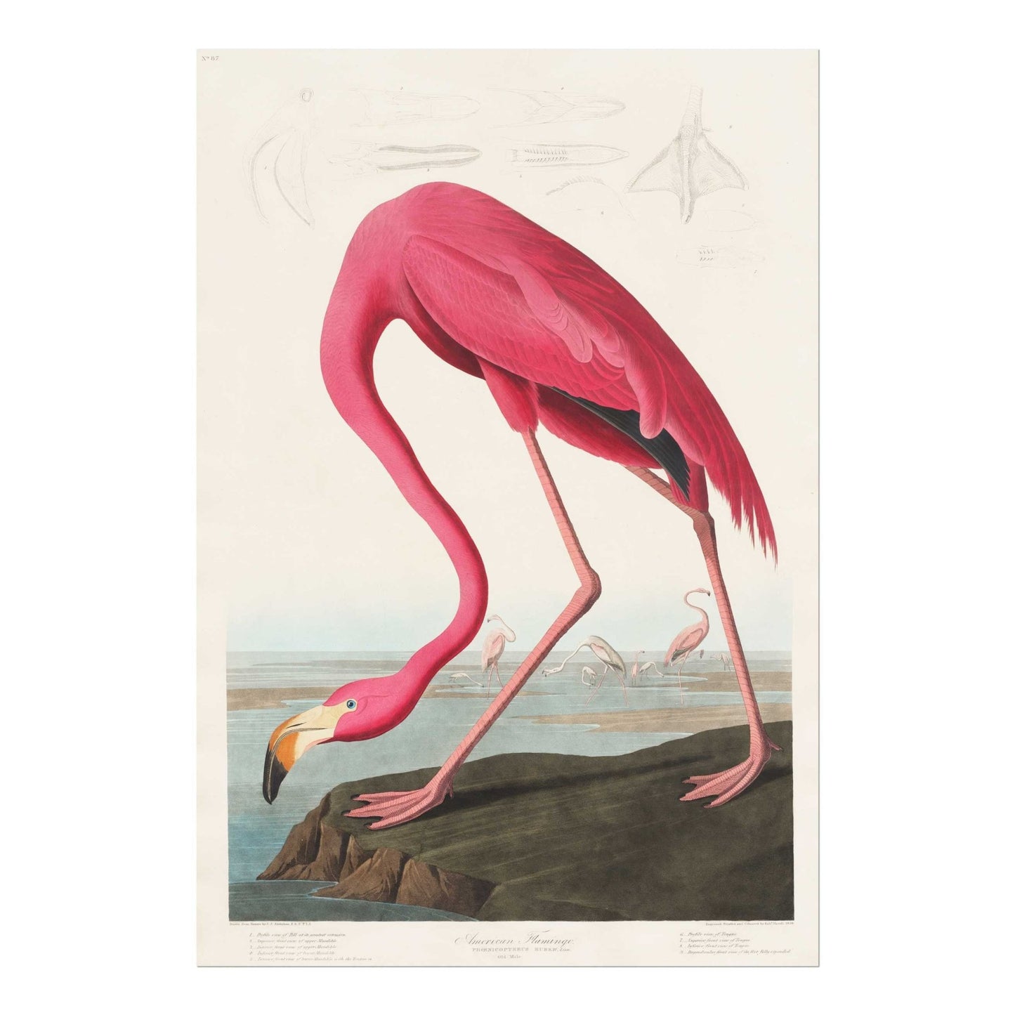 Pink Flamingo (Vintage Illustration from 'Birds Of America' by John James Audubon)