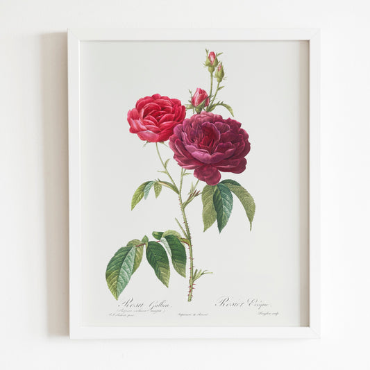 Purple French Rose by Pierre-Joseph Redouté (Raphael of Flowers) - Pathos Studio - Art Prints