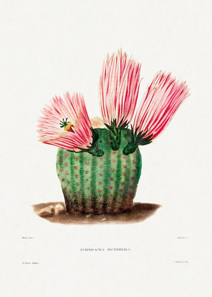 Cactus arc-en-ciel (lithographie botanique)