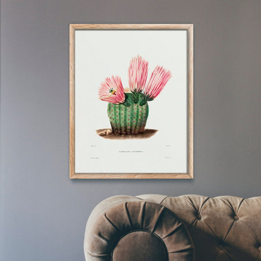 Rainbow Cactus (Botanical Lithograph)