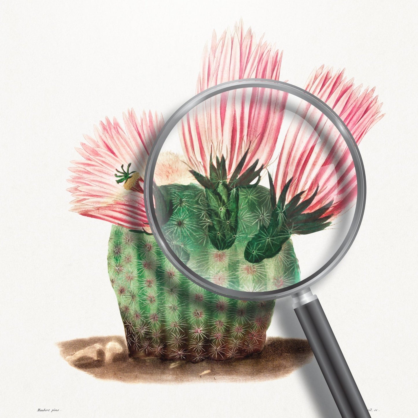 Rainbow Cactus (Botanical Lithograph)