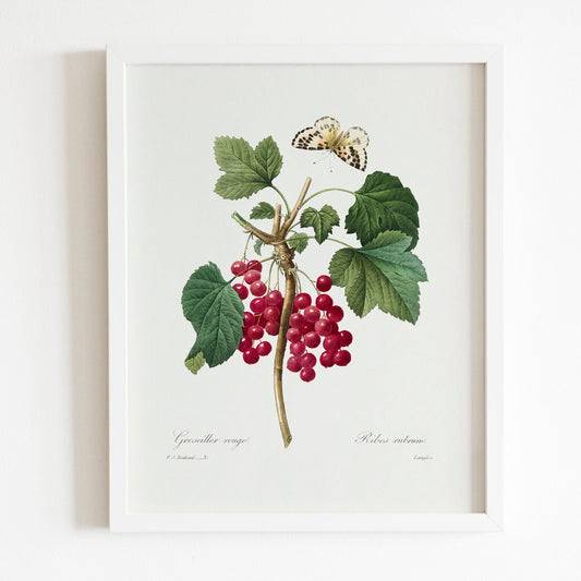 Red Currant by Pierre-Joseph Redouté (Raphael of Flowers) - Pathos Studio - Art Prints