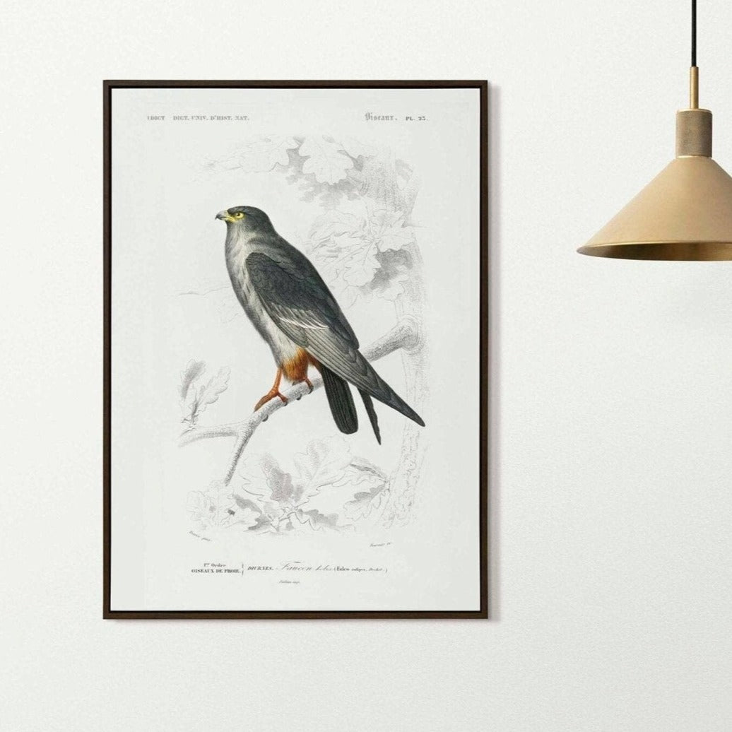 Red-Footed Falcon (Animal Illustration from ‘Dictionnaire Universel D'histoire Naturelle’)