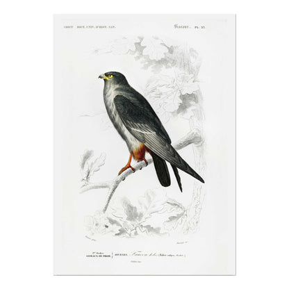 Red-Footed Falcon (Animal Illustration from ‘Dictionnaire Universel D'histoire Naturelle’)