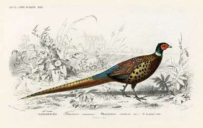 Ringelfasan (Tierillustration aus „Dictionnaire Universel D'histoire Naturelle“)