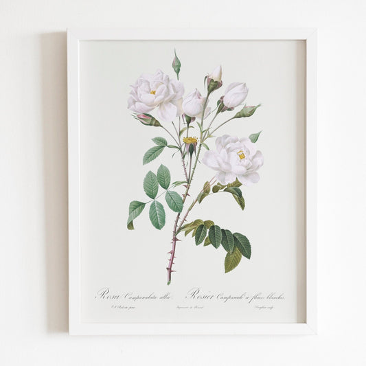 Rosa Campanulata Alba by Pierre-Joseph Redouté (Raphael of Flowers) - Pathos Studio - Art Prints