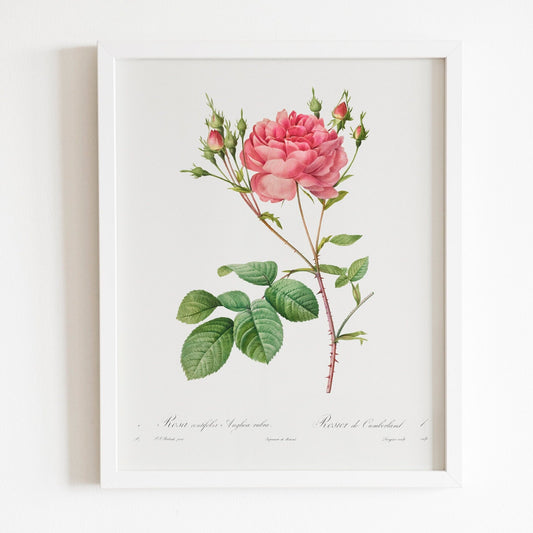 Rosa Centifolia Anglica Rubra by Pierre-Joseph Redouté (Raphael of Flowers) - Pathos Studio - Art Prints