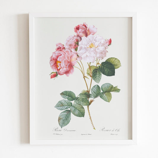 Rosa × Damascena (Damask Rose) by Pierre-Joseph Redouté (Raphael of Flowers) - Pathos Studio - Art Prints
