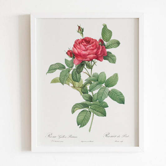 Rosa Gallica Pontiana (Bridge Rose) by Pierre-Joseph Redouté (Raphael of Flowers) - Pathos Studio - Art Prints