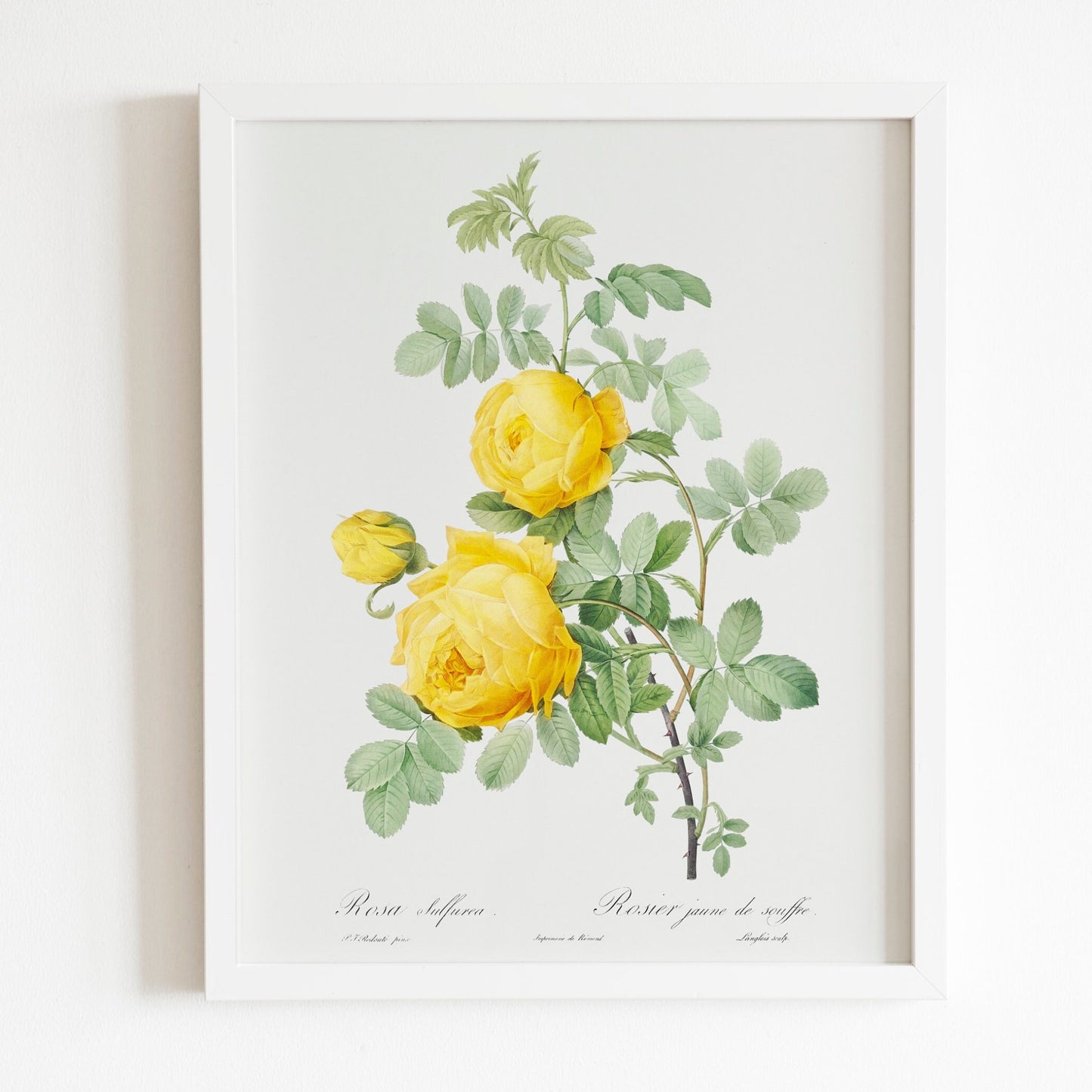 Rosa Hemisphaerica (Sulphur Rose) by Pierre-Joseph Redouté (Raphael of Flowers) - Pathos Studio - Art Prints