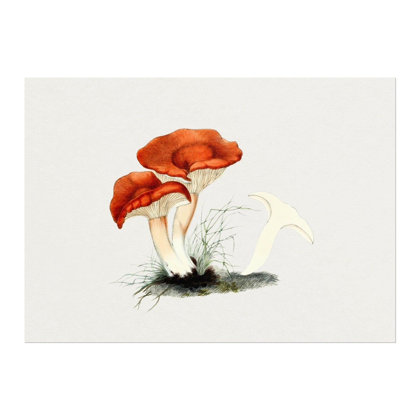 Rufous Milkcap Mushroom (Vintage Illustration from 'Biodiversity Heritage Library')