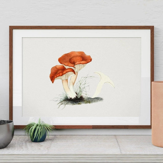 Champignon Milkcap Roux (Vintage Illustration from 'Biodiversity Heritage Library')