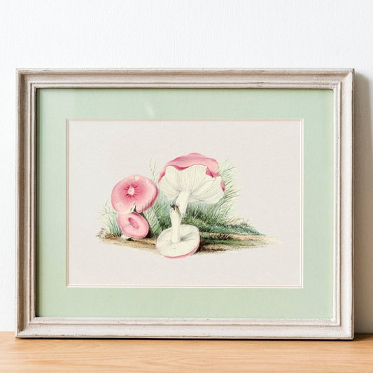 Champignon Russula Emetica (Illustration vintage de 'Biodiversity Heritage Library')