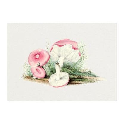 Russula Emetica Mushroom (Vintage illustration from 'Biodiversity Heritage Library')