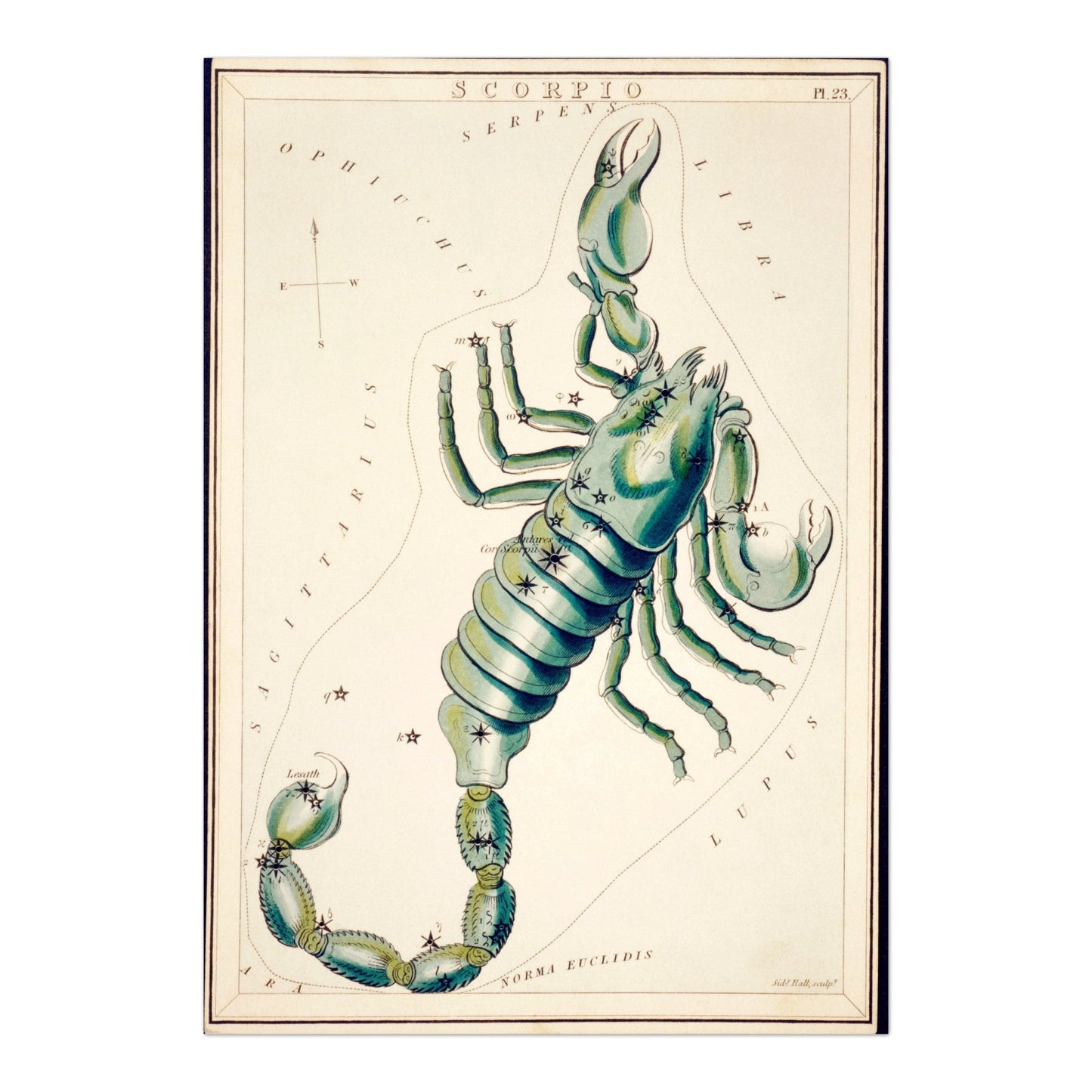 SCORPIO - Constellation of a Scorpion