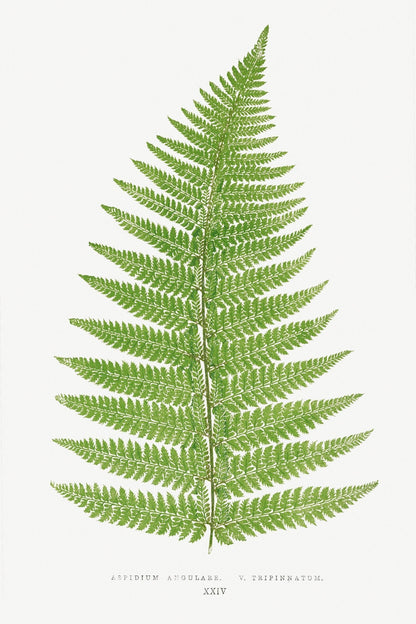 Ensemble de 3 lithographies de plantes fougères (de 'Ferns : British and Exotic')