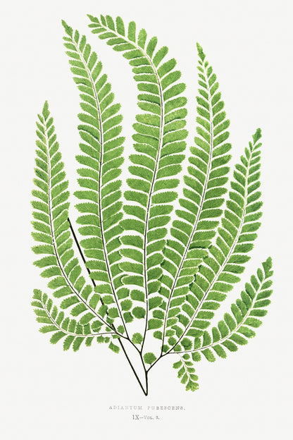 Set of 3 Fern Plant Lithographs (From 'Ferns: British and Exotic')
