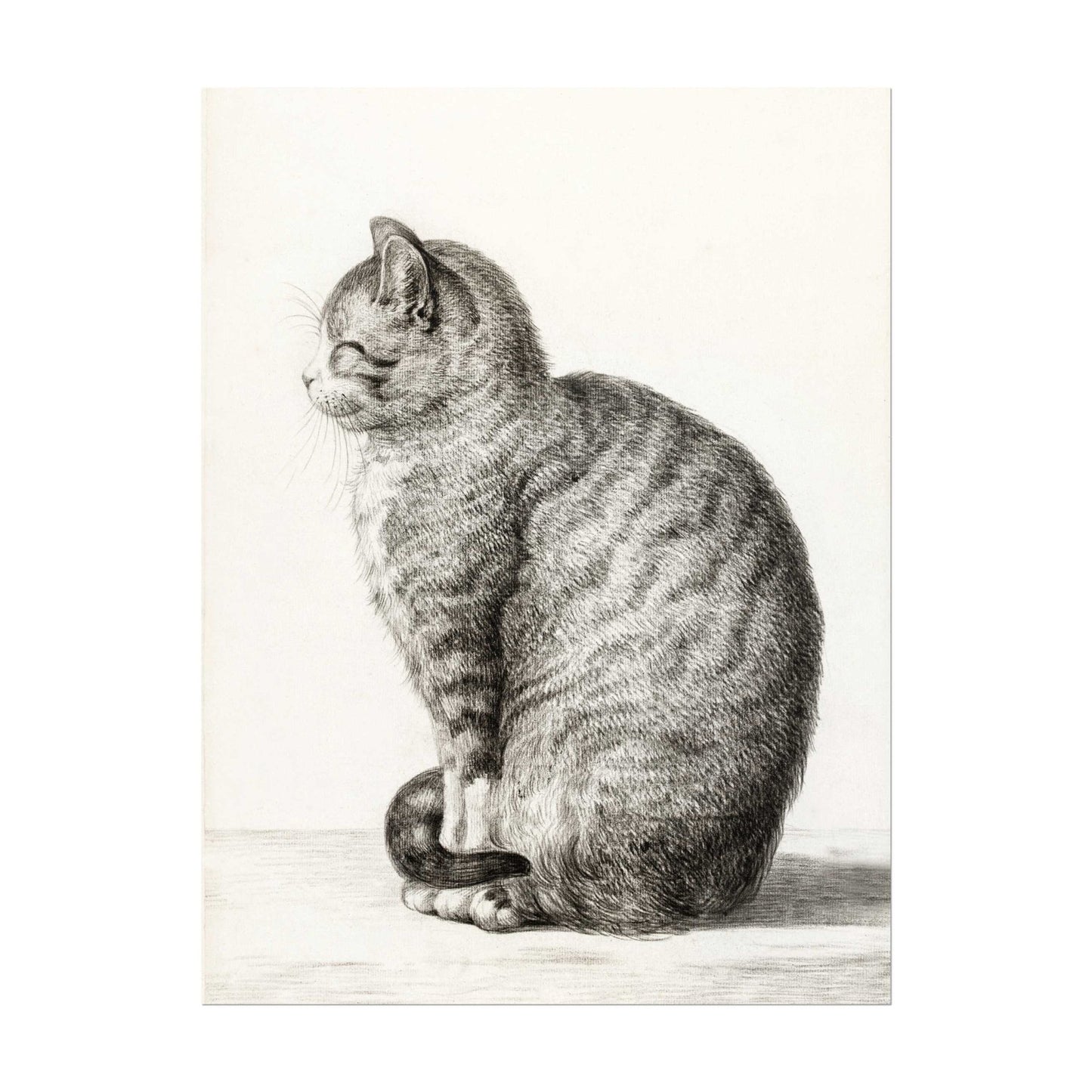 Sitting Cat (Vintage Animal Drawing)