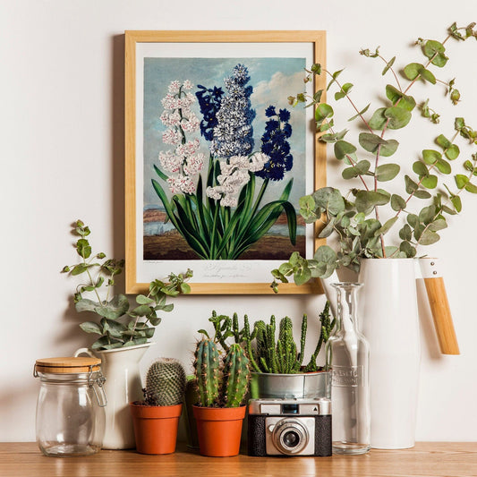 TEMPLE OF FLORA - Hyacinths - Pathos Studio - Art Prints