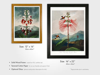 TEMPLE OF FLORA - Narrow–Leaved Kalmia - Pathos Studio - Art Prints