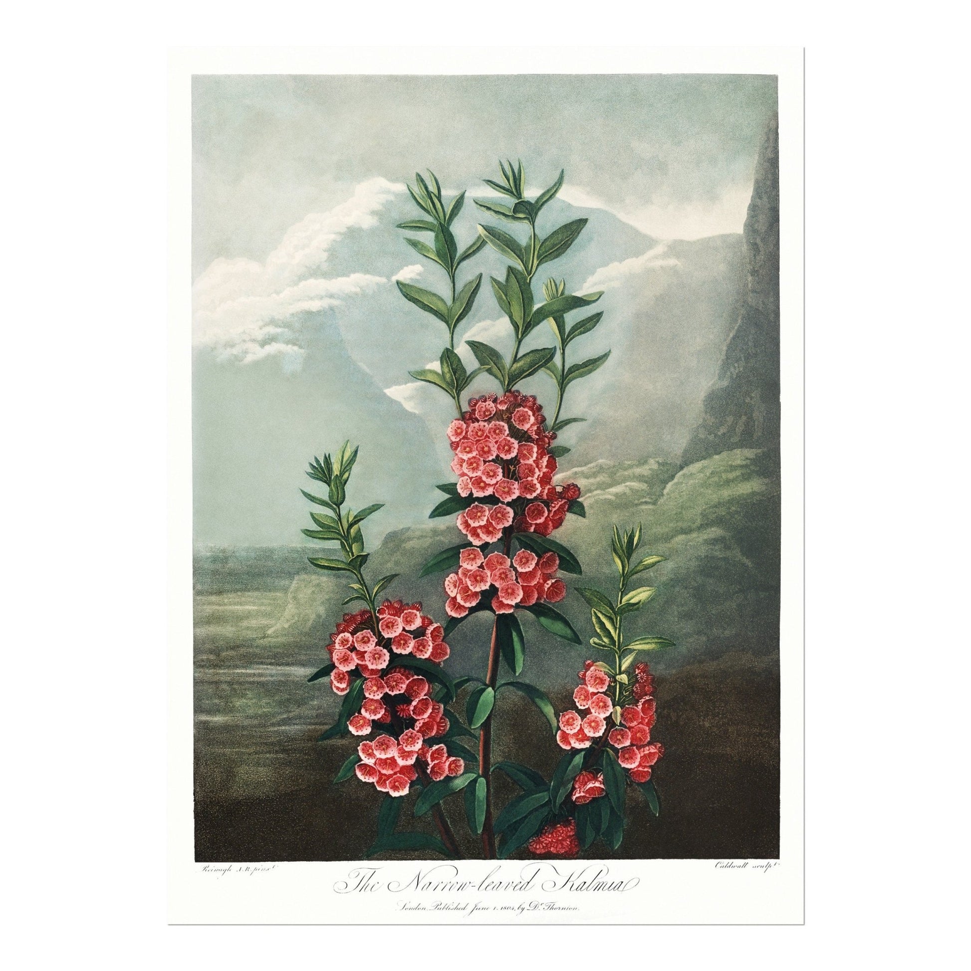 TEMPLE OF FLORA - Narrow–Leaved Kalmia - Pathos Studio - Art Prints