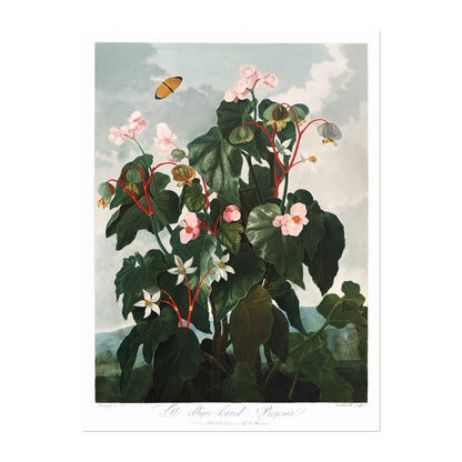 TEMPLE OF FLORA - Oblique–Leaved Begonia - Pathos Studio - Art Prints