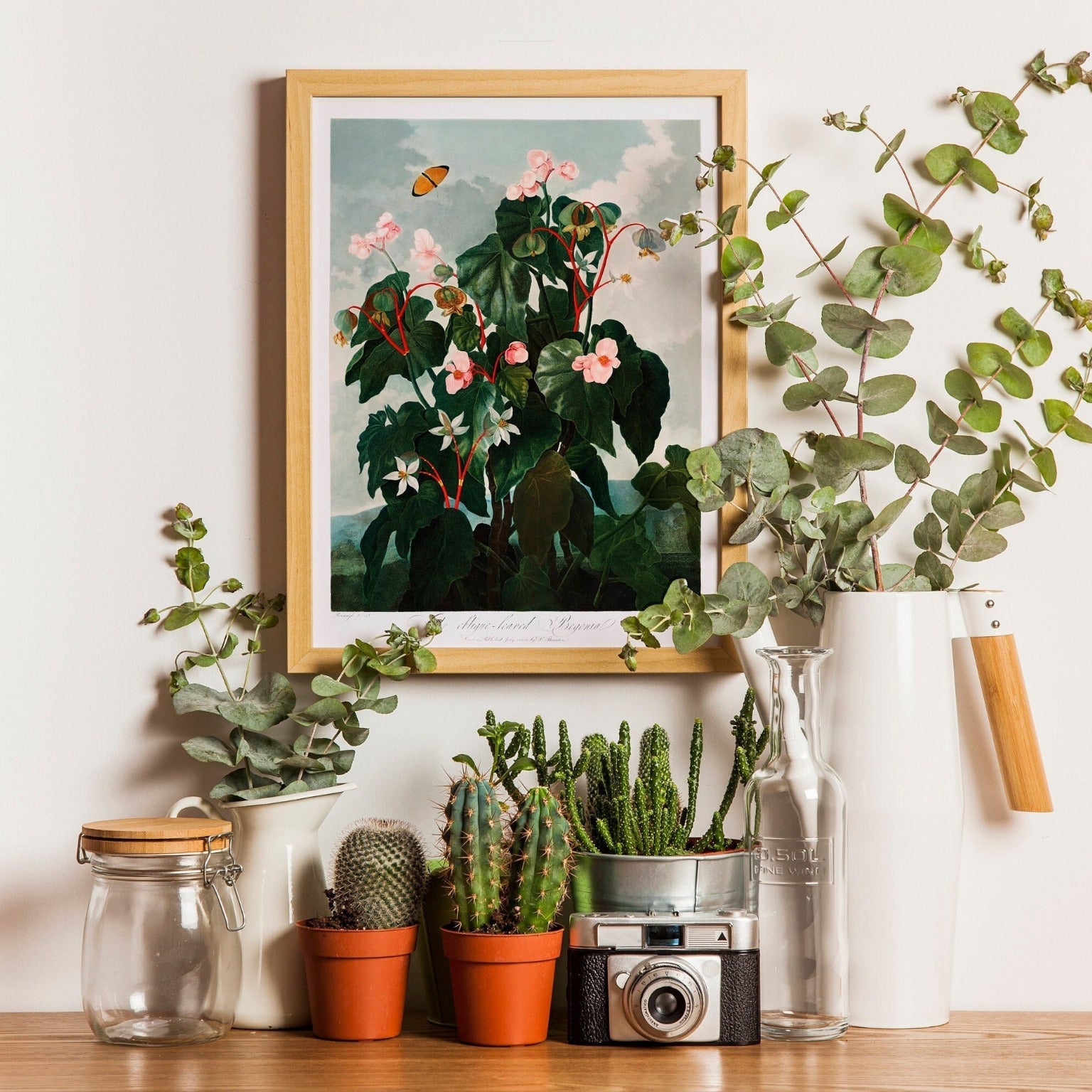 TEMPLE OF FLORA - Oblique–Leaved Begonia - Pathos Studio - Art Prints