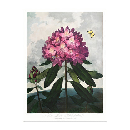 TEMPLE OF FLORA - Pontic Rhododendron - Pathos Studio - Art Prints