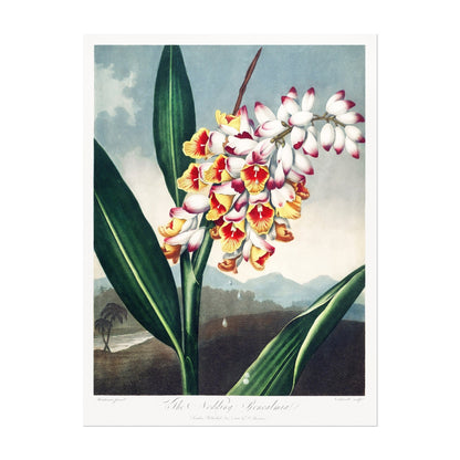 TEMPLE OF FLORA - Set of 3 Flower Prints - Pathos Studio - Art Print Sets