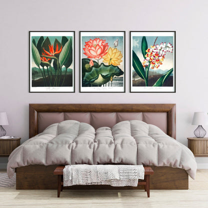 TEMPLE OF FLORA - Set of 3 Flower Prints - Pathos Studio - Art Print Sets