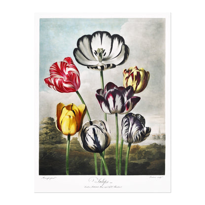 TEMPLE OF FLORA - Tulips - Pathos Studio - Art Prints