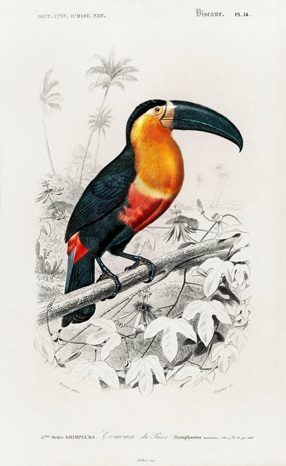 Tukan (Tierillustration aus „Dictionnaire Universel D'histoire Naturelle“)