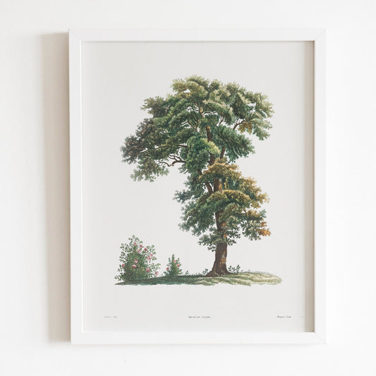 Tree from La Botanique by Pierre-Joseph Redouté (Raphael of Flowers) - Pathos Studio - Art Prints