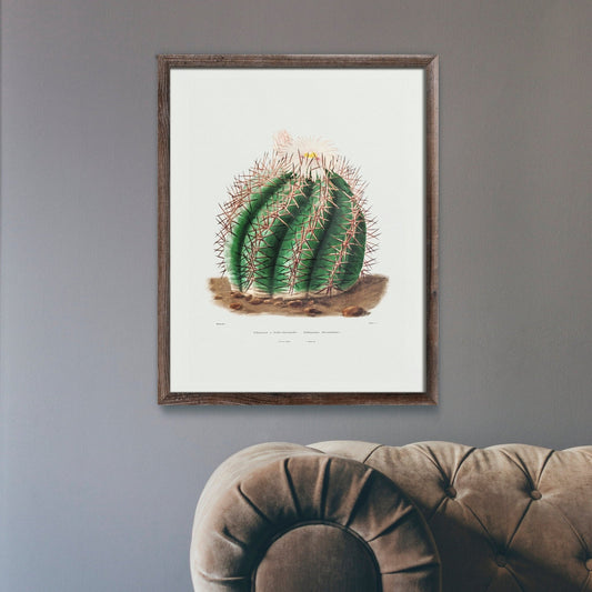 Cactus Tête de Turc (Lithographie Botanique)