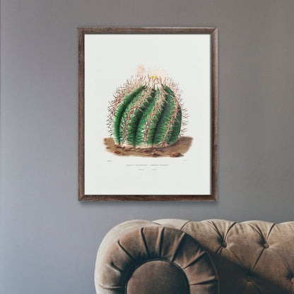 Turk's Head Cactus (Botanical Lithograph)