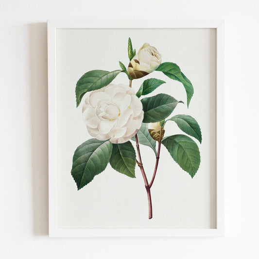 White Camellia by Pierre-Joseph Redouté (Raphael of Flowers) - Pathos Studio - Art Prints