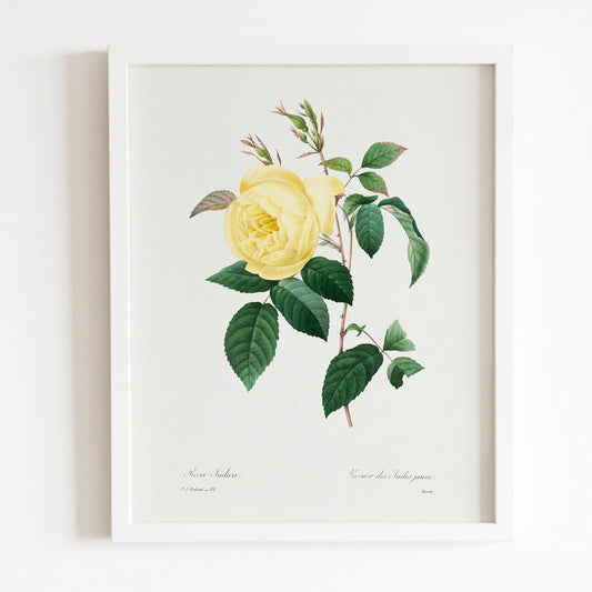 Yellow Rose by Pierre-Joseph Redouté (Raphael of Flowers) - Pathos Studio - Art Prints
